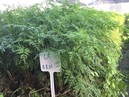 川芎種子，川芎苓子，川芎苓種，川芎種